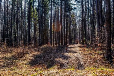 Ormanda güzel bir orman manzarası