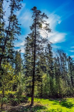 Mavi gökyüzü olan güzel bir orman
