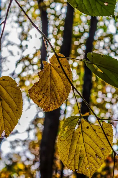 Sonbahar yaprakları, sonbahar bitkileri