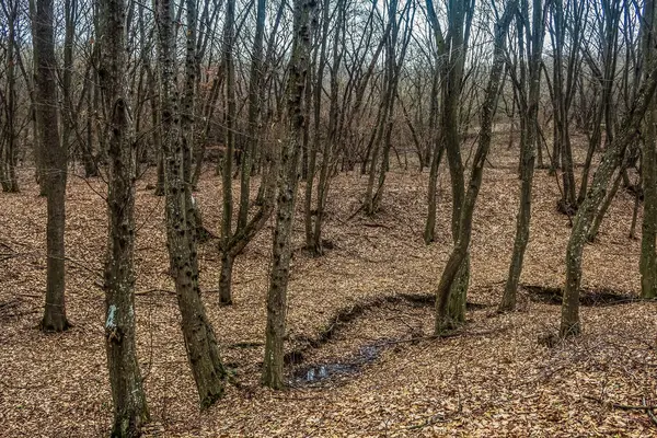 Kışın ağaçların manzarası.