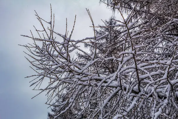 Ağaç dalları budakla kaplıdır.