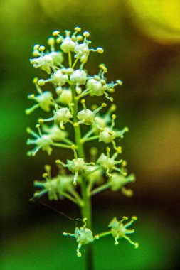 Bahçedeki güzel beyaz çiçek