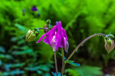 Bahçedeki mor çiçek.