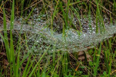 Ormandaki örümcek ağı