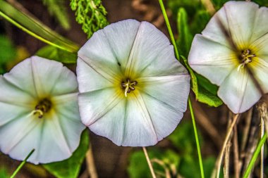 Bahçedeki güzel çiçekler