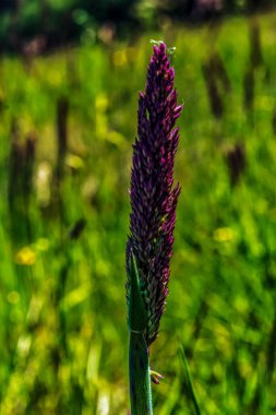 Yeşil arkaplanı olan mor çiçeğe yaklaş