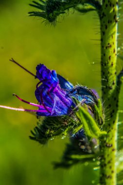 Güzel botanik fotoğrafı, doğal duvar kağıdı.