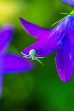 Macro photo, Animals, Nature, urope, Eastern Europe, Romania   
