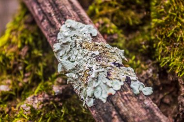 Ağacın gövdesinde yeşil yosun var.