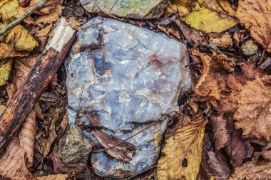 Ağaç gövdesindeki düşen bir sonbahar yaprağının yakın çekimi.
