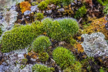 Bir kayanın üzerinde yosun