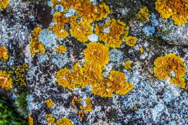 Kayalarda yosun ve yosun.