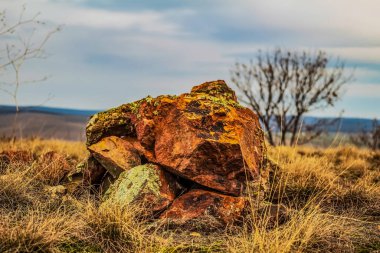 Ormandaki güzel bir ağaç görüntüsü.