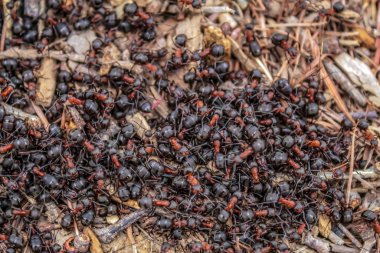 Ormandaki çimlerin üzerinde büyük kırmızı karıncalar. Ormandaki karıncalar.
