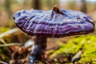 Ormandaki mantar. Yakın görüş.