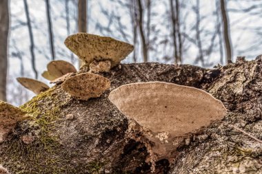 Ormanda mantar mantarı