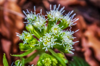 Alelade alyumun beyaz çiçeğine yaklaş (allius allius )