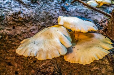 Ormanda mantar, mantar