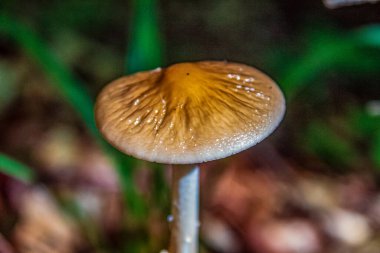 Ormandaki mantarlar, kapatın.