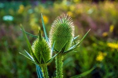 Kapatın güzel çiçekleri