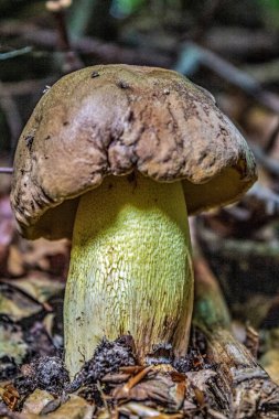 Ormanda büyüyen bir mantara yakın.