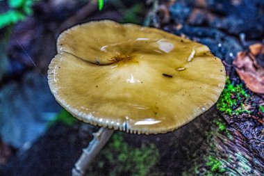 Ağaç gövdesinde mantar