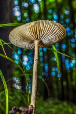 Yakın plan - ormandaki vahşi bir mantarın görüntüsü