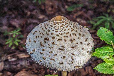 Ormandaki mantar, manzarayı kapat