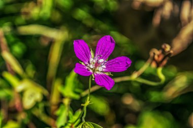 Bahçedeki güzel çiçekler