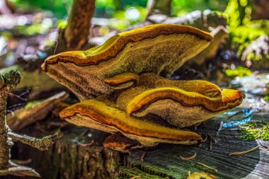 Ormanda büyüyen mantar