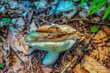 Ormandaki mantar, doğa geçmişi.