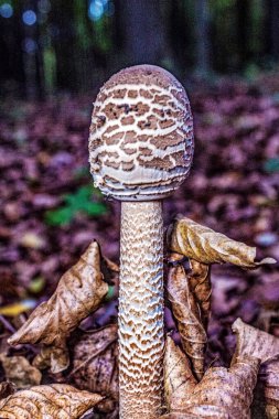 mantar ile sonbahar orman