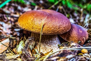 Ormandaki bir mantarı kapat.