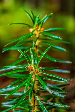 Yakın - ortasında genç bir çam ağacı olan yeşil bir çam ağacının dalına