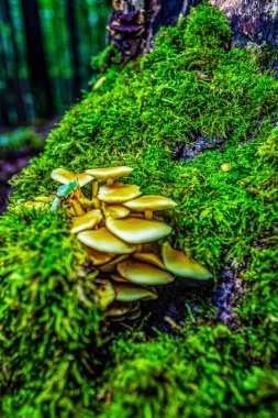 Ormanda büyüyen mantarlar