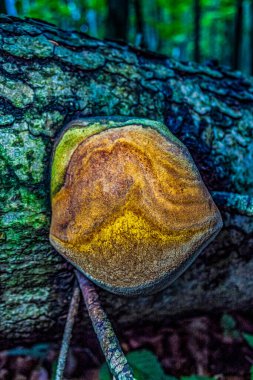 Ağaçtaki bir mantara yaklaş.