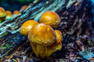 Ormandaki ağaç kütüğündeki mantarları kapat.