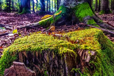 Ormandaki ağaçta yaşlı yosun, Polonya