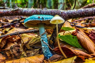 Ormanda yetişen güzel mantarlar.