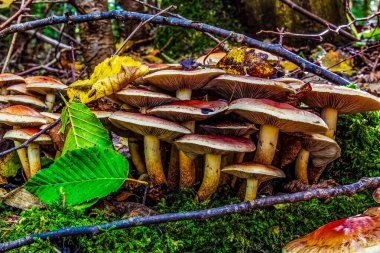 Ağaç kütüğünde kırmızı mantar grubu