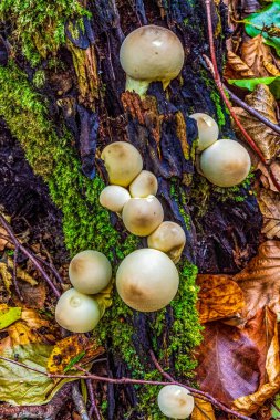 Ağaç gövdesinde büyüyen mantarların yakın plan çekimi.