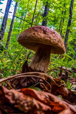 Ormandaki mantarlar. Sonbahar ormanında mantarın üzerindeki mantarlar.
