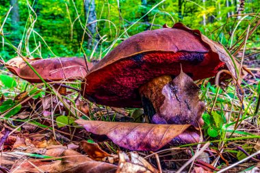 Ormandaki güzel yabani mantar