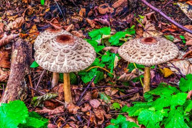 Sonbaharda ormanda bir grup yabani mantar
