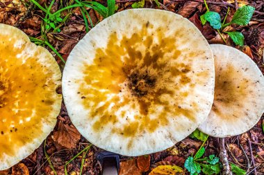 Çimlerin üzerinde mantar