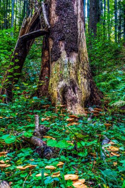 Yeşil yosunlu ağaç gövdesi.