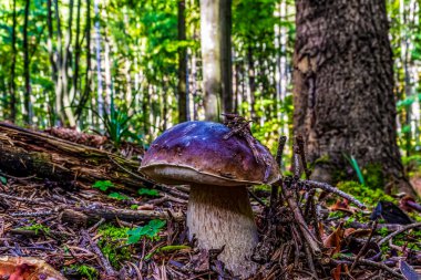 Ağaç gövdesinde mantar