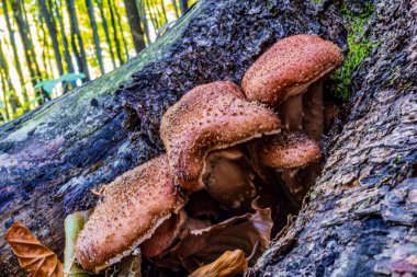 Ağaç gövdesinde büyüyen bir mantarın yakın plan çekimi..