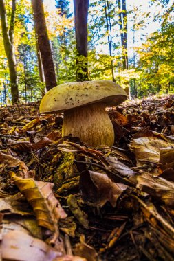 Ormanda yosun ve düşmüş yapraklı mantarlar