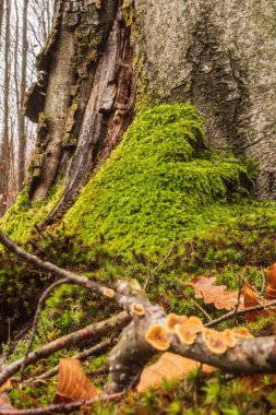 Yosun tutmuş meşe ağacı